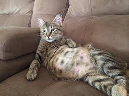 How To Care For A Pregnant Cat Http Fitcats Siterubix Com How To Care For A Pregnant Cat Pregnant Cat Cat Care Bengal Cat
