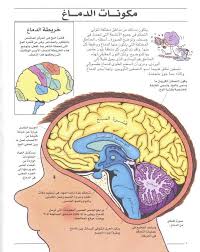 0262 الإعجاز تعرف على دماغك و قدراته Z اقرا اونلاين كتاب Pdf Free Download Borrow And Streaming Internet Archi Medical Photos My Books Science And Nature