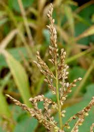 Image result for Urochloa comata