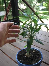 Image result for Dorstenia cuspidata