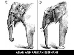 What do elephants eat for kids. Fun Elephant Facts Cool Kid Facts