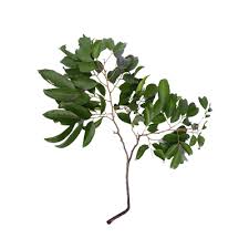 Image result for Dialium