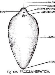 Resistance to some commonly used flukicides. Sketch Label And Classify The Liver Fluke In Science Part 2 In Answer Brainly In