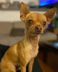 Chiweenie owners know this, and accept that their pets may be underdogs in the world of dog breeds. Best Chihuahua Breeders In California Top 6 Picks 2021 We Love Doodles