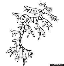 Sea Life Online Coloring Pages Page 1 Leafy Sea Dragon Dragon Coloring Page Sea Dragon