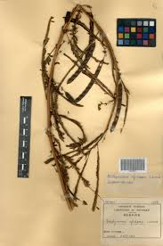 Image result for Aeschynomene afraspera