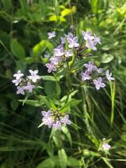 Image result for Conostomium natalense