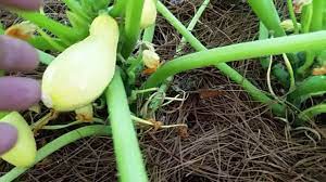 How To Cure Squash Blossum End Rot Youtube