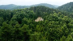 Este un gen de conifere. Denes Romania Are DupÄƒ Ucraina Cea Mai Mare SuprafaÅ£Äƒ De PÄƒduri InscrisÄƒ In Patrimoniul Mondial Unesco
