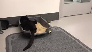 We live in germany and our cat anubis has this condition. Animal Haven Ch Cat Walter Pickles Figures Out How To Use The Box Facebook