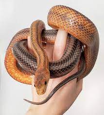 Baird S Are Weirdly Uncommon They Re As Easy To Care For As Corns And Are Just Stunning This Is Our Oldest Girl Acting Like A Mode Corn Snake Snake Rat Snake