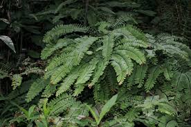 Image result for Pteridaceae