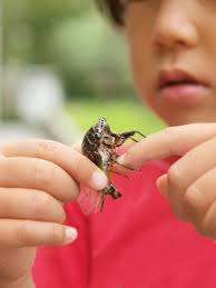 Und das geräusch ist leiser als in anderen weltgegenden. Schaben Zikaden Tausendfussler Japans Krabbelige Bewohner Japandigest