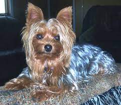 We do not do this for the money, but to improve the breed through sound breeding. Blue And Gold Yorkie Puppy Novocom Top