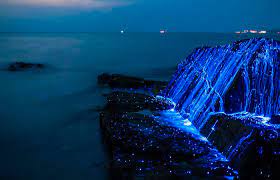 20 best cabins and condos in holbox island. Bioluminescence In Holbox Everything There Is To Know About It Sitio Cancun