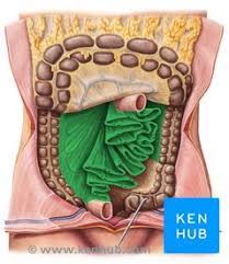 Mesentery Anatomy Functions And Clinical Points Kenhub