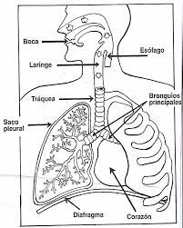 O coração, os vasos sanguíneos e o sangue formam o sistema cardiovascular ou circulatório. Pin Em Decoracion