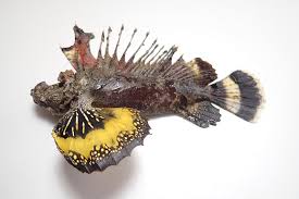 ズカンドットコム