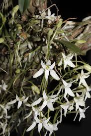 Image result for Mystacidium venosum