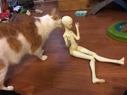 Lillycat Lyse Unboxing | thiskillingglass | Flickr