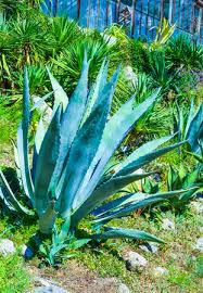 Ceremonial Plant Essence: Peyote | Sf1 | Shamans Market