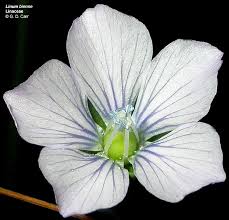 Image result for Linaceae