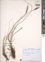 Image result for Cenchrus geniculatus