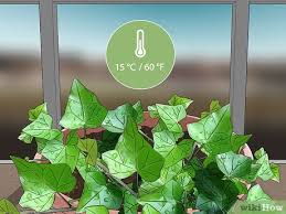 Water the plants freely during growth. 3 Ways To Grow English Ivy Indoors Wikihow