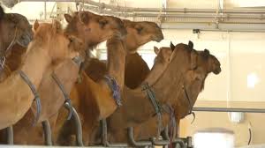 Find camel milk from a vast selection of food & beverages. East Africa S Camel Milk Business Revolutionises Food And Health Industries Edairynews