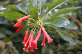 Image result for Iochroma