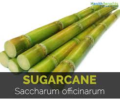 Sugar cane or refined sugar, is undoubtedly the most popular sweetener known to consumers. Sugarcane Facts Health Benefits And Nutritional Value