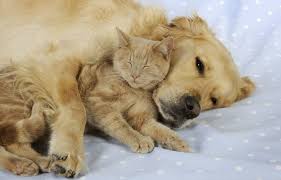 Une carence l'expose à la perte progressive de la vue ou à des problèmes. Russie Prison Ferme Pour Des Adolescentes Ayant Torture Et Tue Des Animaux