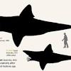 The evolutionary descendants of gladbachus died out, but new analysis of the fossil is helping build out the rest of the shark family tree. Https Encrypted Tbn0 Gstatic Com Images Q Tbn And9gctan1eli027ieid8urrrbn9telhwtyqhom4ke5kfqbwzgy1ogwa Usqp Cau