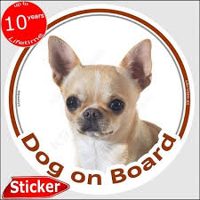 Fawn Short Hair Chihuahua Car Sticker Circle Dog On Board 15 Cm Decal Dog Stickers Chihuahua Fawn