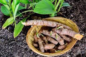 Check spelling or type a new query. How To Plant And Grow Turmeric Gardener S Path