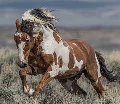 Breed, own & train horses like famous name in derbyville! 400 Native American Indian Horse Names The Paws