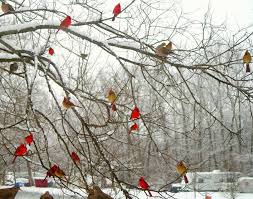 Red Birds That Look Like Cardinals Timeline Photos The Recycled Catholic Facebook Red Birds Beautiful Birds Bird