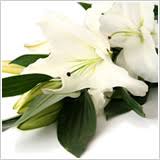 McCARRON, Emma: Death : Irish Times