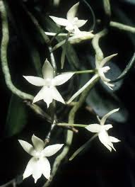 Image result for Aerangis ugandensis