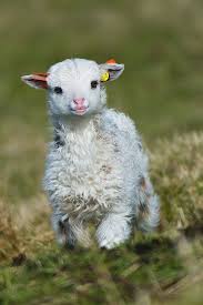 30 Cute Baby Animals That Will Make You Go Aww Baby Animals Pictures Cute Little Animals Cute Baby Animals