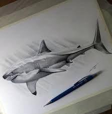 No story related to the sea or ocean. Drawing Tattoo Sketches Deviantart 26 Ideas Shark Drawing Shark Tattoos Shark Painting