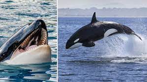 Orcas, wa directions {{::location.tagline.value.text}} sponsored topics. The Animal From Which Great Whites Flee 5 Killer Records Held By Orcas Guinness World Records