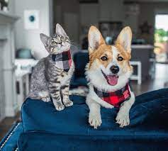 Proof That Puppies And Kittens Are Better Together Cute Animals Puppies Kittens
