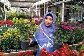 Jual bibit buah, bunga, herbal & pohon grosir & eceran! Membeli Tanaman Hias Di Toko Bunga Mitra Flora Nusantara Batu Aura Biru