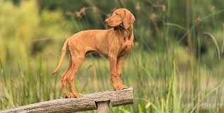 This is when most puppies are sold, so you'll be responsible for the second round of shots once they are 10 to 12 weeks. Vizsla Growth Chart Weight Chart When Do Vizslas Stop Growing