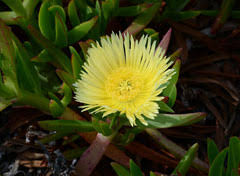 Image result for Carpobrotus