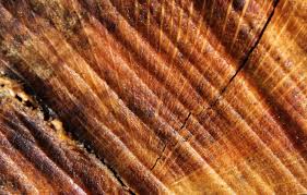 Most Expensive Wood Flooring Your International Terminal To Luxury Lifestyle Wood Flooring Wood Floors