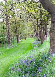 Bluebell Avenue Cheshire England By Mj Photographics Beautiful Landscapes Beautiful Nature Purple Wildflowers