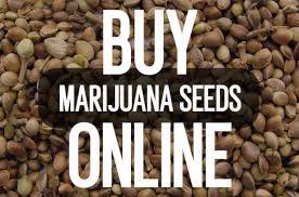 Crop king seeds is based in canada and has been in the game for almost 15 years. Where To Buy Marijuana Seeds Online The Best Seed Banks To Order Quality Weed Seeds To The Usa Paid Content Cleveland Cleveland Scene