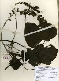 Image result for Mucuna poggei